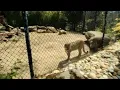 Mountain Lions at Six Flags Discovery Kingdom - Vallejo California