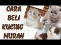 Download Lagu Cara Beli Kucing Persia Yang MURAH \u0026 SEHAT