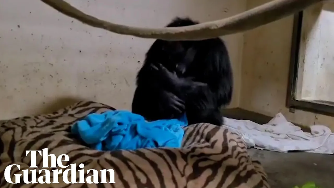 Emotional moment chimpanzee mother reunited with her baby