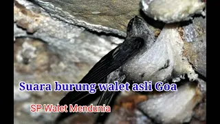 Download Suara burung walet asli goa MP3