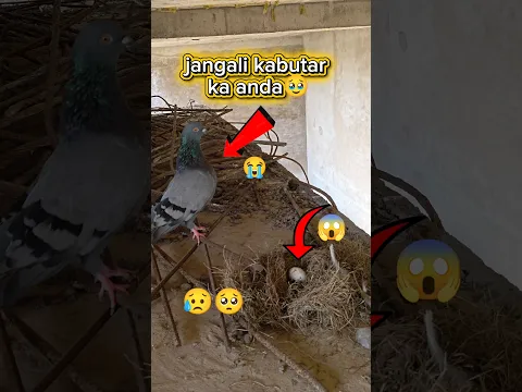jangali कबूतर ka अंडा🥹||#pigeon #egg #shorts #virals #videos #explore #smpigeonofficial ||15M views