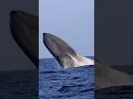 One of the only shots in the world of a Blue Whale BREACHING