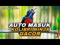 Download Lagu MASTERAN MEWAH KOLIBRI NINJA GACOR FULL ISIAN COCOK BUAT DONGKRAK EMOSI BIRAHI KONIN AGAR FUL MATERI