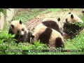 Conservation org Pandas downgraded from endangered to vulnerable