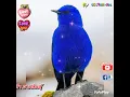 ฝากใจไปกับนก - น่านฟ้า กาฬสินธุ์ (นอนหลับฝันดี ราตรีสวัสดิ์ครับผม)