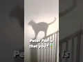 Download Lagu Only Peter Pan lovers will understand 😻🧚 #peterpan #disney #cat #funnycats