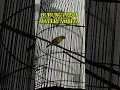Download Lagu Burung pleci materi Nobita #plecimaniaindonesia_ #reels #fyp #viralvideo