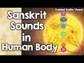Meditation on Sanskrit Sounds in Human Body - AksharaMala Japam
