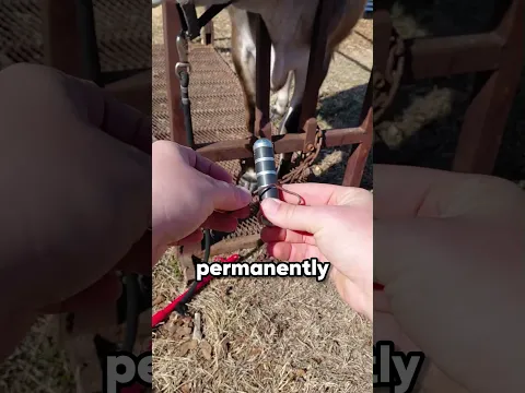 Why Do Cows Have Magnets in Their Stomachs?