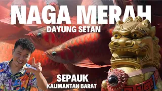 BERBURU DI SARANG NYA IKAN ARWANA SUPER RED SPAUK,,,,? SADIS SADIS SUPER RED