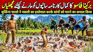 Burkina Faso Released Thousands of Piranhas to Eliminate the Snakes What Happened? - Urdu Miracles