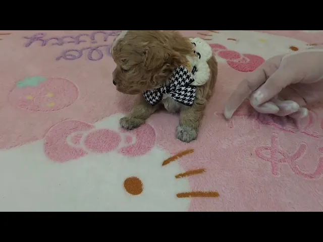 動画