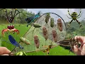Download Lagu Ancient Trick: Catching Cicadas with the Help of Spider Webs