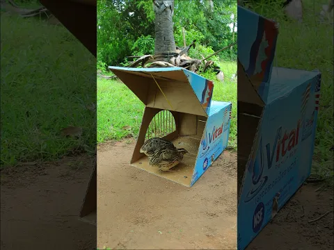 Create Easy Quick Bird Trap From Vital Cardboard Box #shorts
