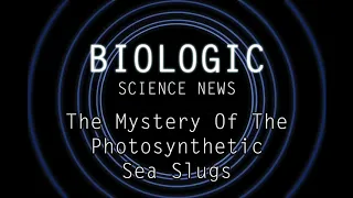 Science News - The Mystery Of The Photosynthetic Sea Slugs
