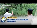 Download Lagu Petani Kopi Diterkam Harimau di Lampung Barat - [Metro Siang]