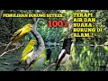 Lagu TERAPI DENGAN SUASANA PAGI DI JAMIN BURUNG LANGSUNG TENANG
