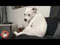 Woman Takes Home a Free Pit Bull and Gets a Big Surprise