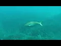 Download Lagu Underwater Magic in Calpe 🤿🌊 | Exploring the Mediterranean Depths 🇪🇸 | No Spain No Gain MP3