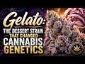 Gelato The Dessert Strain That Changed Cannabis Genetics