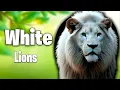 Download Lagu The Rare and Exotic Animals: \