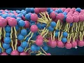 The Three-Step Solubilization Model 2 structural strain vesicle swelling and pore formation