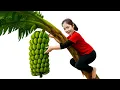 Download Lagu Pemanenan Pisang Hijau Mutasi - Tapi Jamur Tak Dikenal Tumbuh Cepat! – Maia Daily Life