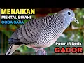 Download Lagu Perkutut Lokal Gacor Suara Paling Ampuh Untuk Pancingan Burung Perkutut Agar Bunyi