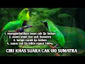 Download Lagu Ciri khas suara cucak ijo Sumatra membangkitkan gairah cucak ijo bahan