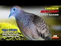 Download Lagu PERKUTUT LOKAL GACOR | Pancingan Burung perkutut Pagi Hari Agar Cepat Bunyi - Zebra Dove 022