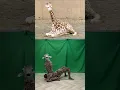 Download Lagu 【Sitting giraffe】#Schumacher #AGT #giraffe