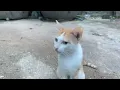 Download Lagu Cat
