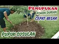Lagu Pemupukan pohon durian, Agar cepat besar \u0026 Berbuah