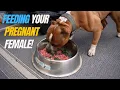 Top 3 Things to Feed Your Pregnant Female Gestation Nutrition