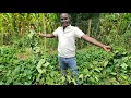 Download Lagu The Miracle Super Vine K That’s Feeding Farms Around the World // Increase Milk Production 