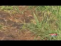 Helping your yard through the heavy rain