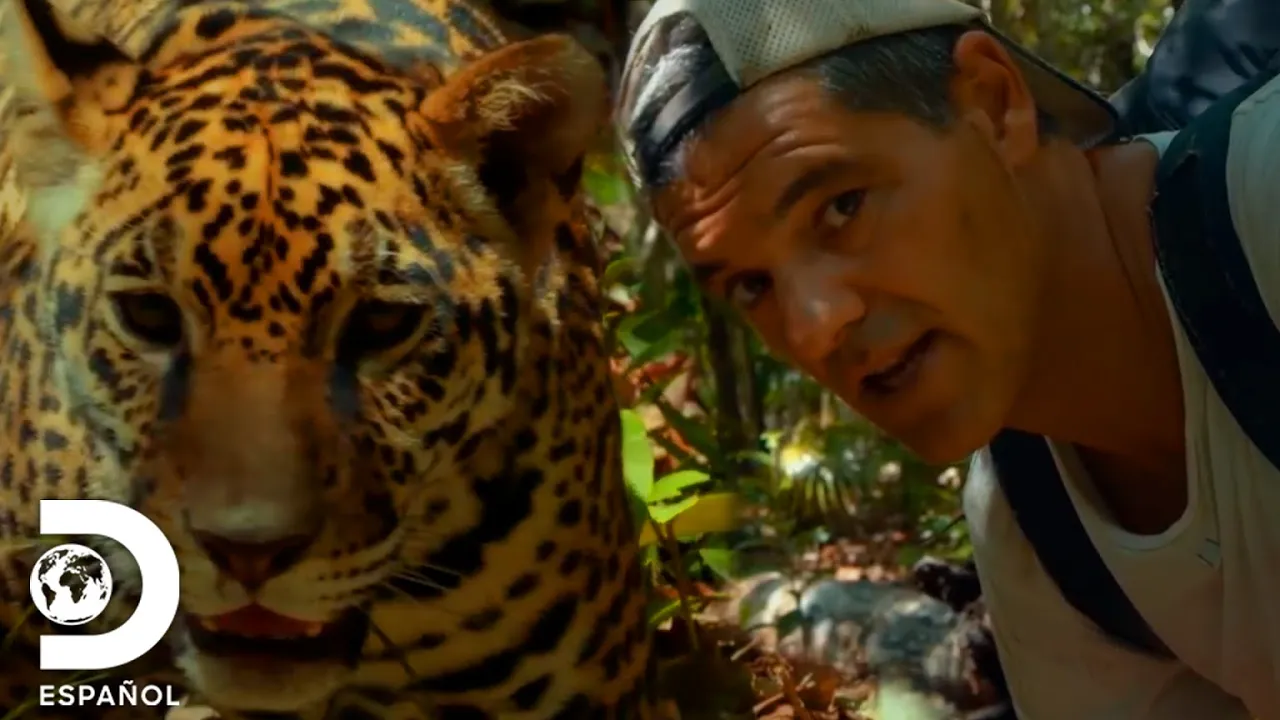 ¡Jaguar se acerca poco a poco a Frank! | Wild Frank en México | Discovery en Español