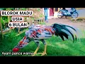 Download Lagu Bagus Banget‼️AYAM BANGKOK BLOROK MADU || AYAM PANCA WARNA