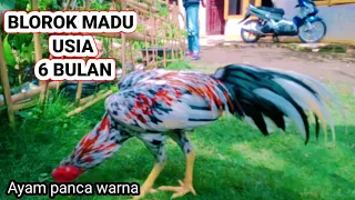 bagus banget ayam bangkok blorok madu ayam panca warna