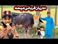 Da Reyan Meeha Bakra Eid Tuti Gull New 2025 Bebe Ao Tuti Gull by MH Villeg Vlog