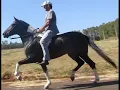 Horse Breeding And Mating Close Up