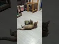 Download Lagu JAGUAR AND JAEYI CUTUE CAT