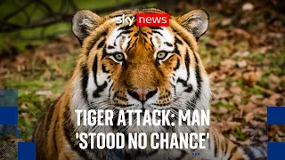Tiger attack: 'There's pretty much less than 1% chance of a survival'