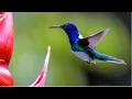 Download Lagu Kolibris - Sarapiquí, Costa Rica