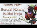 Download Lagu Suara Pikat Burung Konin/Kolibri Ninja