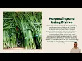 How to Plant Grow and Harvest Chive Plants From Seeds and Cuttings Bloom Ranch of Acton