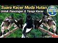 SUARA KACER MUDA HUTAN