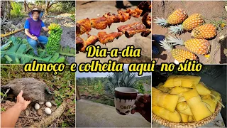 COLHEITAS NO SÍTIO //Última pamonhada do ano //ninho da pavoa //cacho de banana gigante//em família