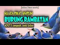 Download Lagu Suara Pikat Burung Rambatan Paling Ampuh || Pikat Rambatan Paruh Merah