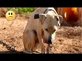 Download Lagu Anjing malang itu dirantai tanpa tempat berteduh di bawah terik matahari dan hujan. Tapi lihatlah...